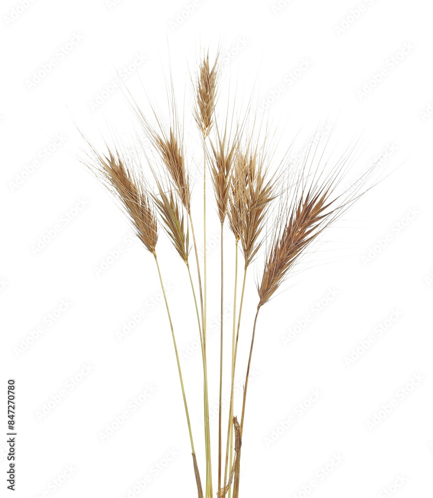 Yellow dry grass with seeds isolated on white background and texture, clipping path Yellow dry grass with seeds isolated on white background and texture, clipping path