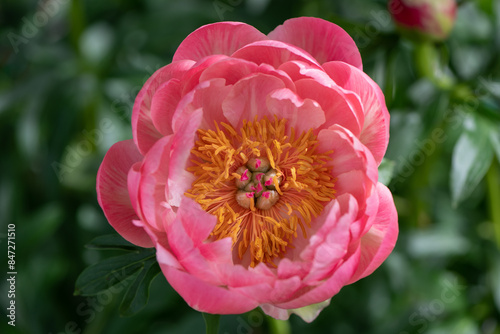 Fototapeta Naklejka Na Ścianę i Meble -  yellow and pink peony