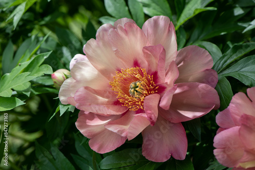 Fototapeta Naklejka Na Ścianę i Meble -  yellow and pink peony