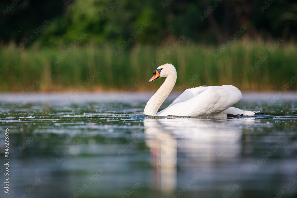Single white swan in Baraba sandpit quarry near Melnik, Czech republic in Spring Single white swan in Baraba sandpit quarry near Melnik, Czech republic in Spring