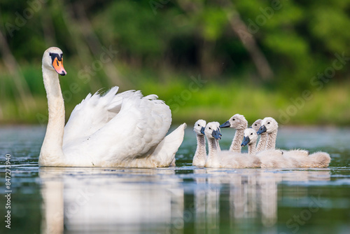 Fototapeta Naklejka Na Ścianę i Meble -  Mother swan with babies swans in Baraba sandpit quarry near Melnik, Czech republic in Spring