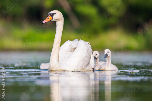 Fototapeta Naklejka Na Ścianę i Meble -  Mother swan with babies swans in Baraba sandpit quarry near Melnik, Czech republic in Spring