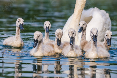 Cute baby swans in Baraba sandpit quarry near Melnik, Czech republic in Spring photo