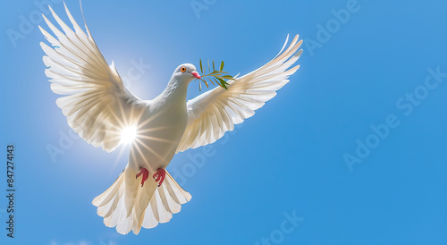 White dove with olive branch in its beak flying on a bright day with blue sky.