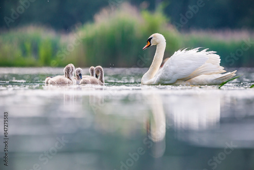 Mother swan with babies swans in Baraba sandpit quarry near Melnik, Czech republic in Spring