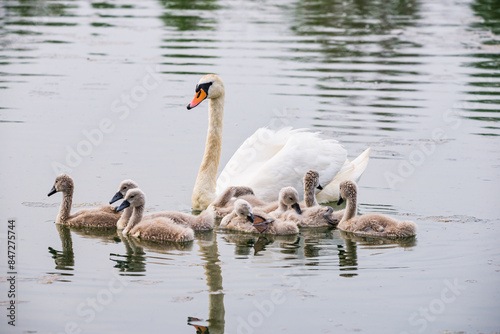 Fototapeta Naklejka Na Ścianę i Meble -  Mother swan with babies swans in Baraba sandpit quarry near Melnik, Czech republic in Spring