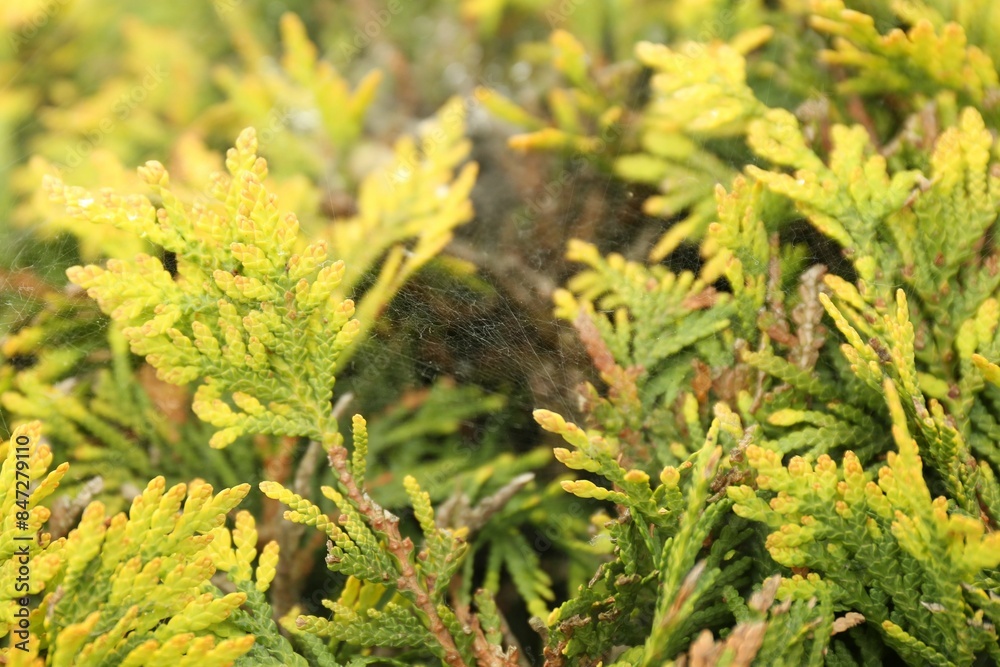 Cobweb on green thuja shrub outdoors, closeup Cobweb on green thuja shrub outdoors, closeup