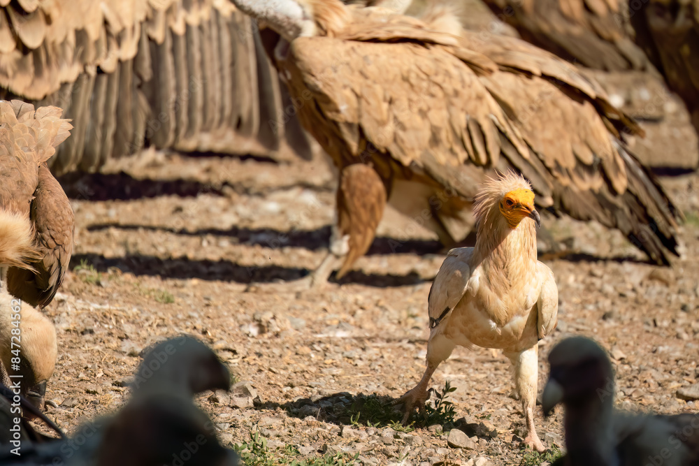 Close-up of an Egyptian Vulture (Neophron percnopterus, Alimoche Común) feeding amongst a committee of Griffon vultures Close-up of an Egyptian Vulture (Neophron percnopterus, Alimoche Común) feeding amongst a committee of Griffon vultures