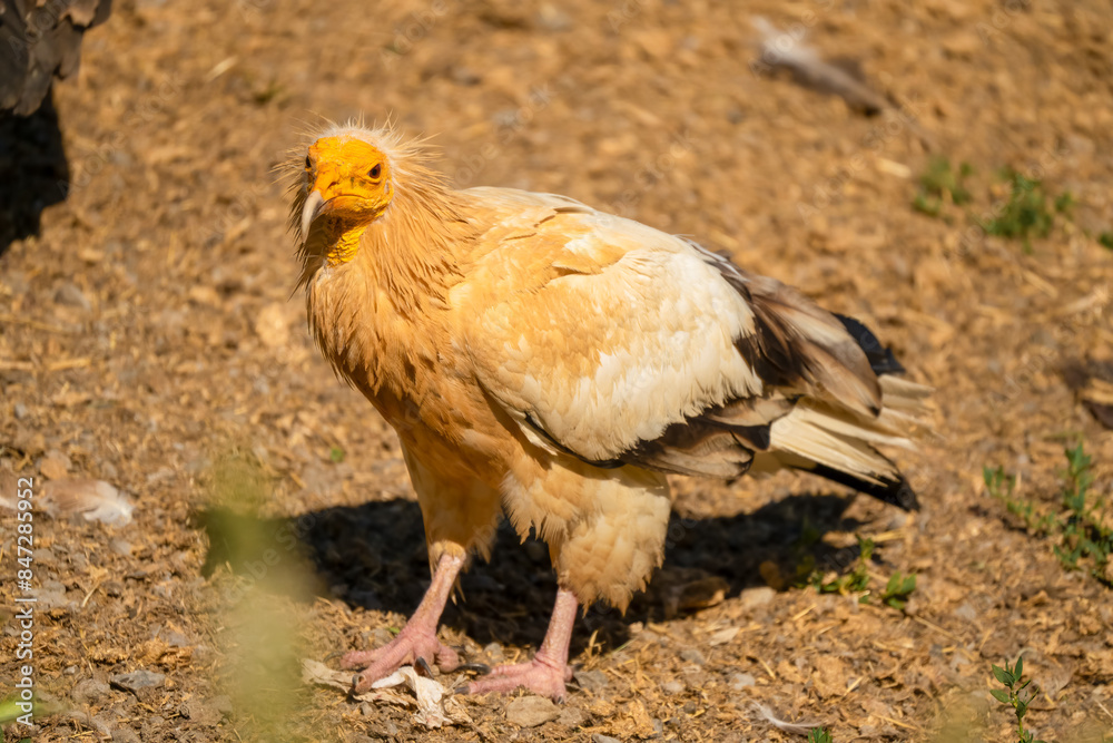 Close-up of an Egyptian Vulture (Neophron percnopterus, Alimoche Común) feeding amongst a committee of Griffon vultures Close-up of an Egyptian Vulture (Neophron percnopterus, Alimoche Común) feeding amongst a committee of Griffon vultures