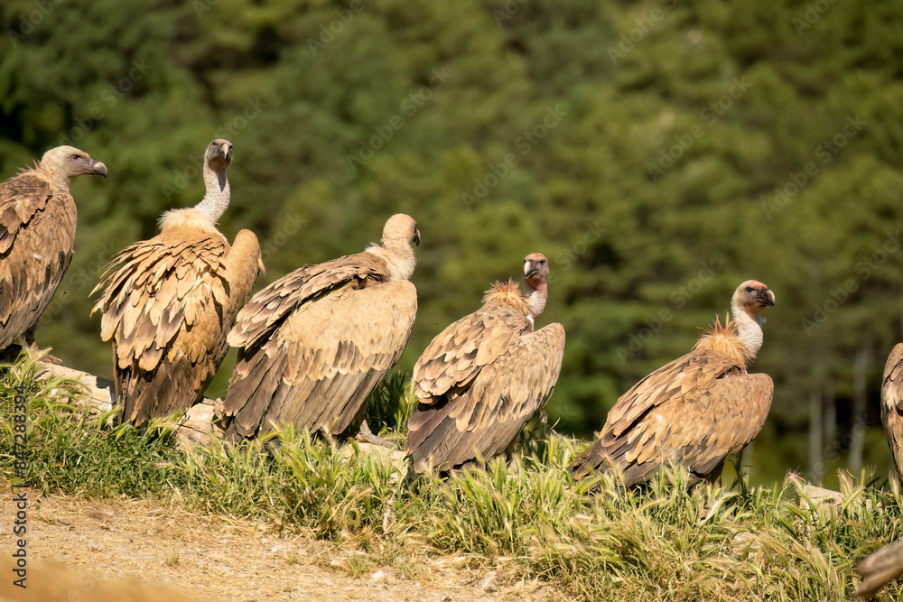 a committee of Griffon vultures (Eurasion griffon, Gyps fulvus) resting on a canyon rock after gorging on fresh carcass meat a committee of Griffon vultures (Eurasion griffon, Gyps fulvus) resting on a canyon rock after gorging on fresh carcass meat