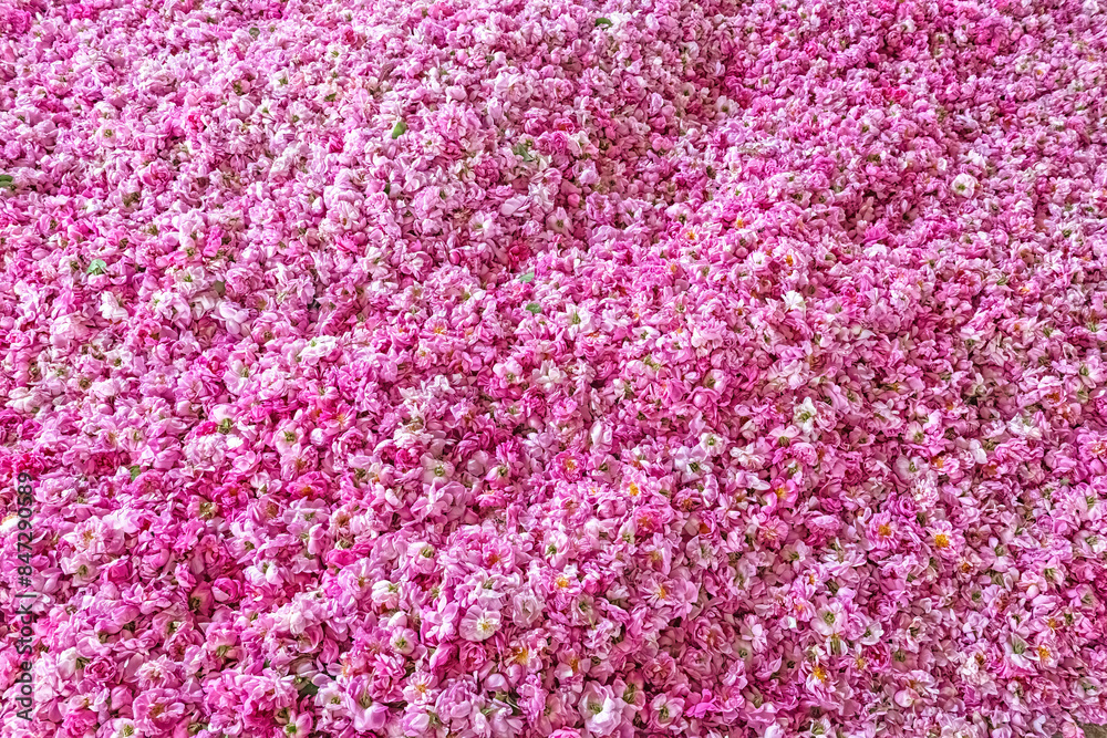 Obraz premium Pink coloured roses collected from the field. Lots of pink roses. The famous Isparta rose in Turkey. Pink roses harvested for water and oil extraction.