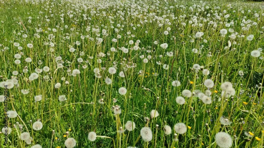 Dandelions ( slow motion ) 4 Dandelions ( slow motion ) 4