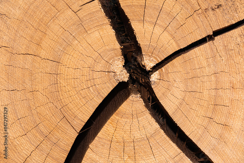 Wood cross-section structure with concentric rings and cracks in the shape of the letter X. Abstract background or wood texture