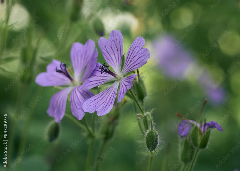 purple flowers in the field purple flowers in the field