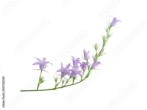Twig of Campanula (Bellflower) with blue flowers and buds isolated on white background