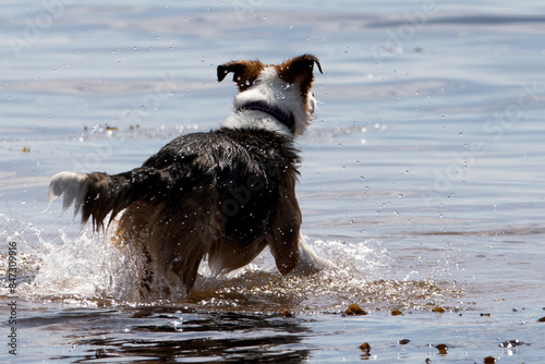 Beaches are a wonderful place to enjoy with your dog. Best dog-friendly beaches UK: from Rhossili Bay in Swansea to Seacliff Beach in East Lothian, these are the best beaches for dogs. 