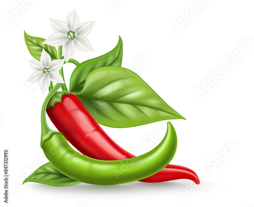 Red and Green Hot chili pepper pods with green leaves white flower. Realistic Spicy vegetable, mexican cooking ingredient for salsa. Isolated on background. PNG Illustration.