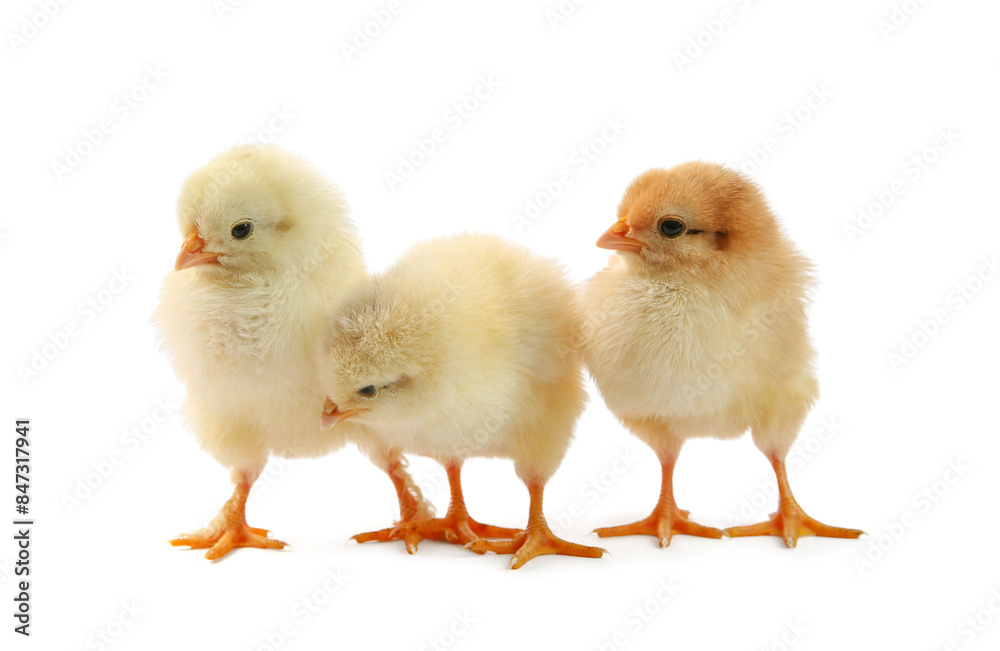 Cute chicks isolated on white. Baby animals Cute chicks isolated on white. Baby animals