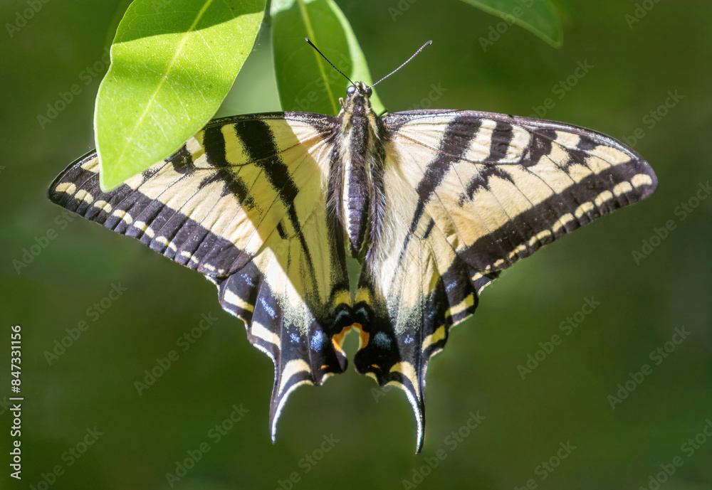 Western Tiger Swallowtail perched on tree leaves. Stevens Creek County Park, Santa Clara County, California, USA. Western Tiger Swallowtail perched on tree leaves. Stevens Creek County Park, Santa Clara County, California, USA.