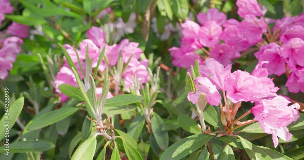 Rhododendron tree with large pink flowers in a summer garden. Rhododendron tree with large pink flowers in a summer garden.