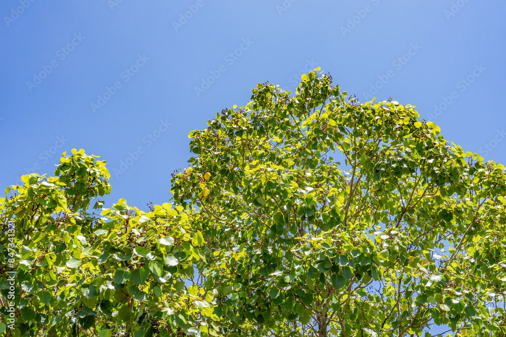 Cheirodendron platyphyllum, also known as lapalapa, is a species of flowering plant in the ginseng family, Araliaceae, that is endemic to the islands of Oʻahu and Kauaʻi in Hawaii. Cheirodendron platyphyllum, also known as lapalapa, is a species of flowering plant in the ginseng family, Araliaceae, that is endemic to the islands of Oʻahu and Kauaʻi in Hawaii.