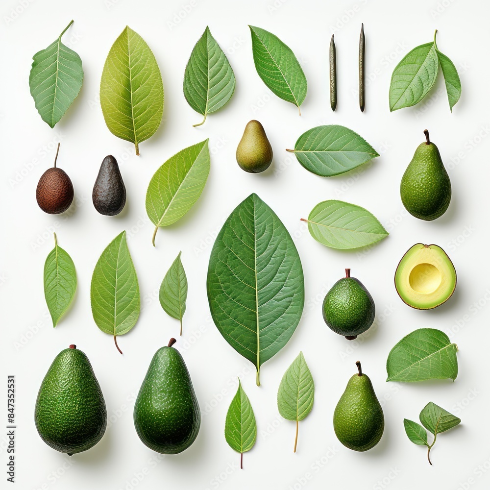Set of avocado tree leaf Set of avocado tree leaf