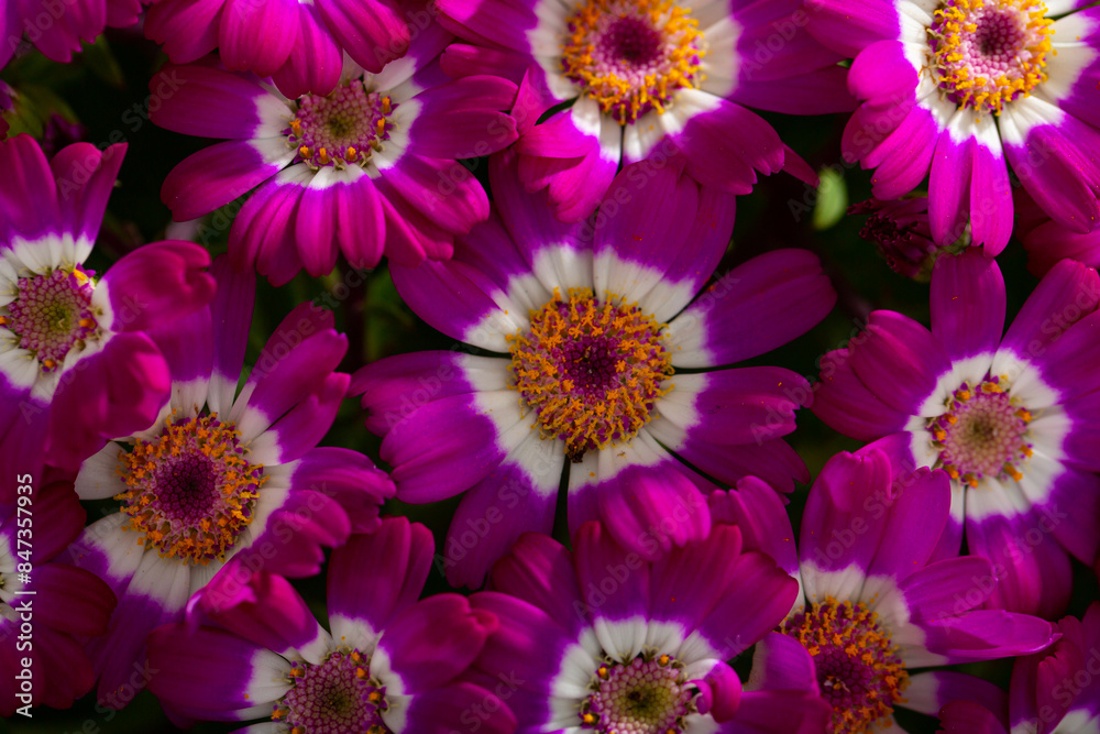 Fototapeta premium Closeup of richly blooming cineraria mauve flowers on background of green foliage