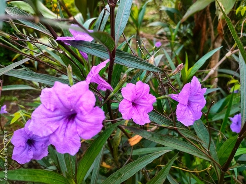 Purple golden flower or in Latin Ruellia Tuberosa which has beautiful flowers when they bloom photo