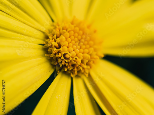 Close up of a yellow daisy