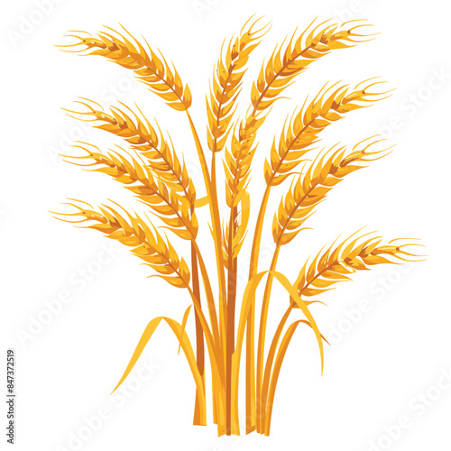 Golden wheat ears isolated white background. Stalks wheat signify agriculture, harvest, grain cultivation. Ripe cereal plants represent farming, bread, food production