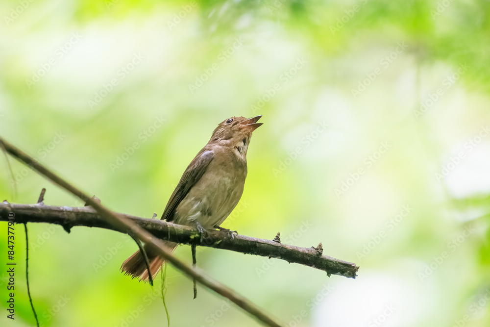 Fototapeta premium 新緑の中、大きく美しい声でさえずる美しいオオルリ（ヒタキ科）の幼鳥。日本国東京都あきる野市、日の出山登山道他。 2024年6月撮影。The beautiful juvenile Blue-and-white Flycatcher (Cyanoptila cyanomelana) chirp loudly and beautifully in the fresh green. 