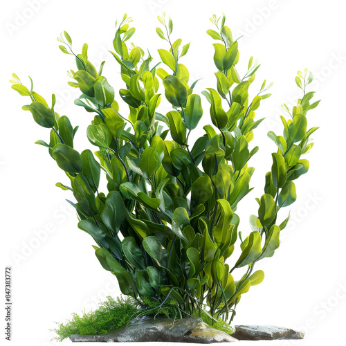 Vibrant green aquatic plant in a natural setting, ideal for freshwater aquariums and underwater landscapes. photo