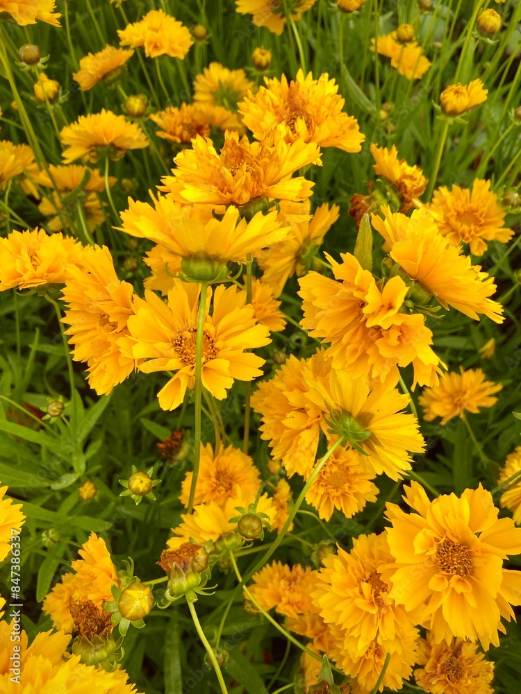 Yellow flowers background