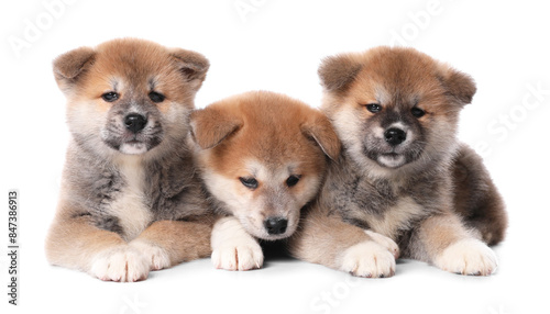 Adorable Akita Inu puppies on white background