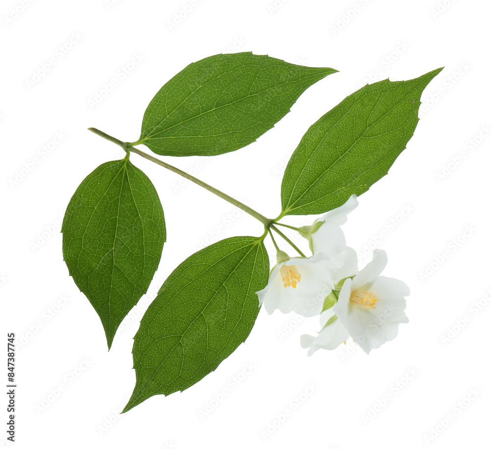 Fototapeta premium Branch of jasmine flowers and leaves isolated on white