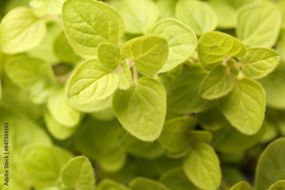 Green aromatic oregano as background, top view Green aromatic oregano as background, top view