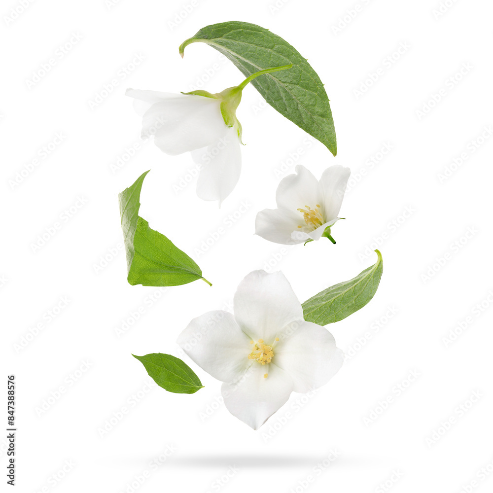 Fototapeta premium Beautiful jasmine flowers with leaves in air on white background
