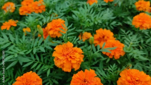 Mexican marigold, African marigold or Tagetes erecta blooming in the garden.