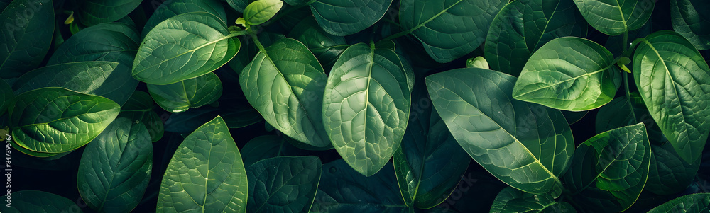 Fototapeta premium Green leaves for background.