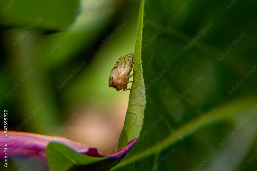 the insect found in the garden the insect found in the garden