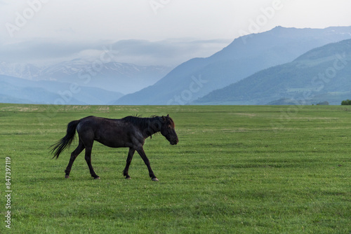 Lone Horse in Mountainous Field photo