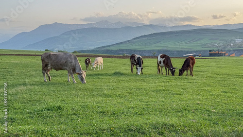 Grazing Cattle in Mountainous Landscape