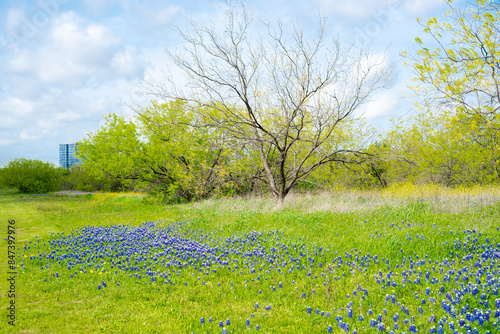 Blooming bluebonnet meadow with downtown Las Colinas, Irving, Texas in background, springtime fields of engaging wildflower mix blend, environmental planning and management of urban natural photo