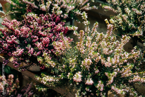 Calluna vulgaris photo