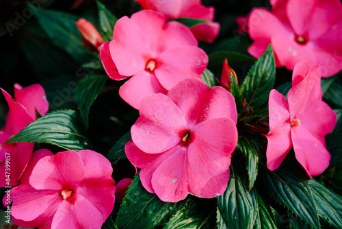 Close up of pink impatiens flowers
