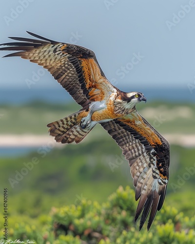 Majestic Osprey Soaring Over Coastal Landscape - Close Up of a Powerful Bird in Flight with Spreading Wings and Scenic Background photo