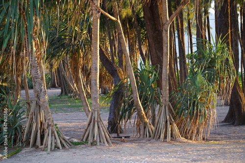 tropical trees landscape on sunset photo