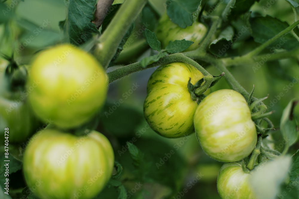 close up of heirloom green zebra determinate tomato variety close up of heirloom green zebra determinate tomato variety
