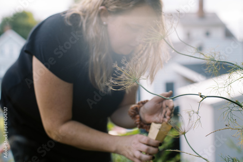 gardener collecting cilantro seeds in summer