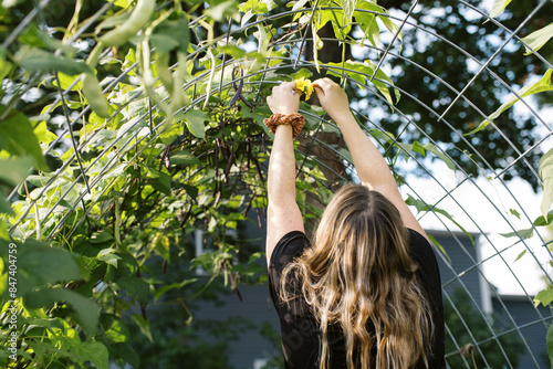 woman gardener in her backyard picking food from trellis photo